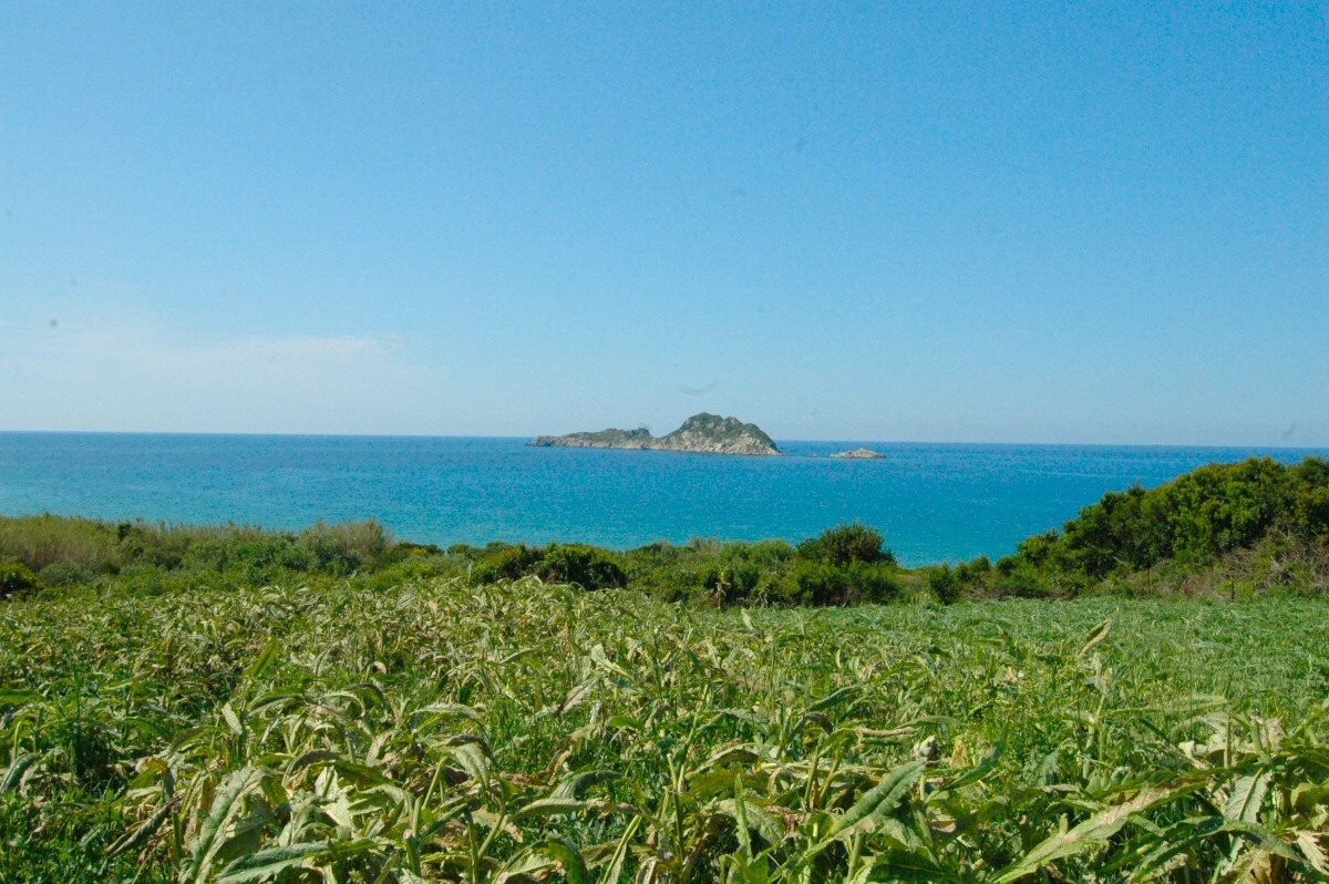 Arillas Artischocken Arillas Artischocken